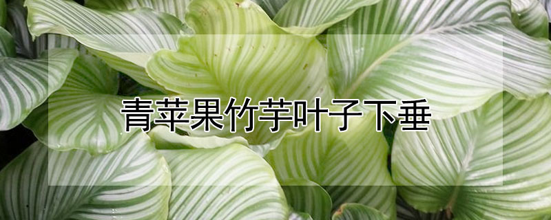 青苹果竹芋叶子下垂