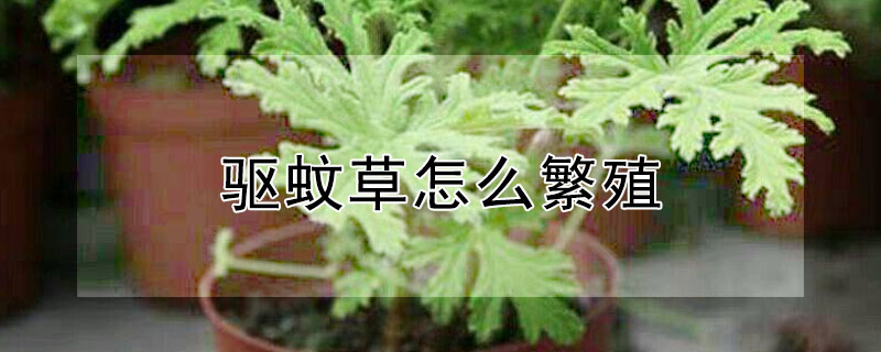 驱蚊草怎么繁殖