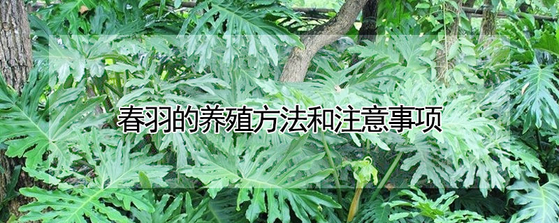 春羽的养殖方法和注意事项