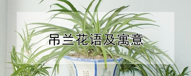 吊兰花语及寓意