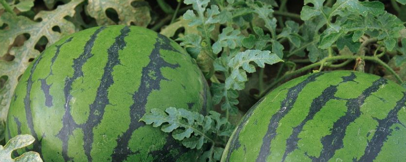 西瓜怎样种植 —【发财农业网】