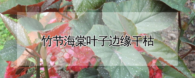 竹节海棠叶子边缘干枯