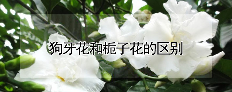 狗牙花和栀子花的区别