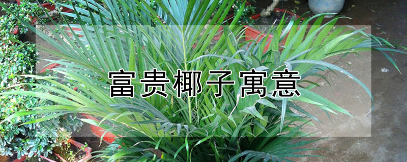 富贵椰子寓意