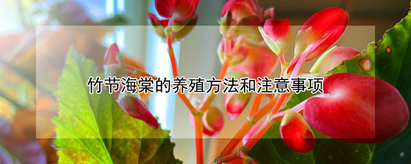 竹节海棠的养殖方法和注意事项