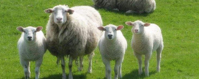 羊怎样养殖
