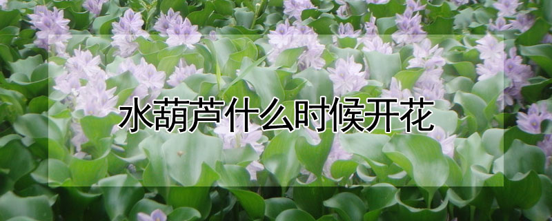 水葫芦什么时候开花