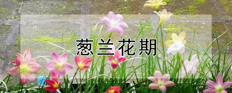 葱兰花期