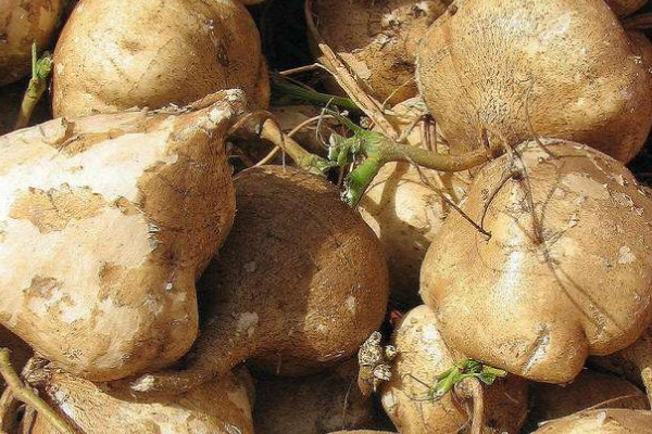 白地瓜的种植方法和时间