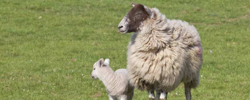 怎样让母羊多胎多产