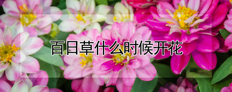 百日草什么时候开花