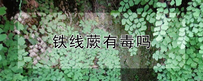 铁线蕨有毒吗