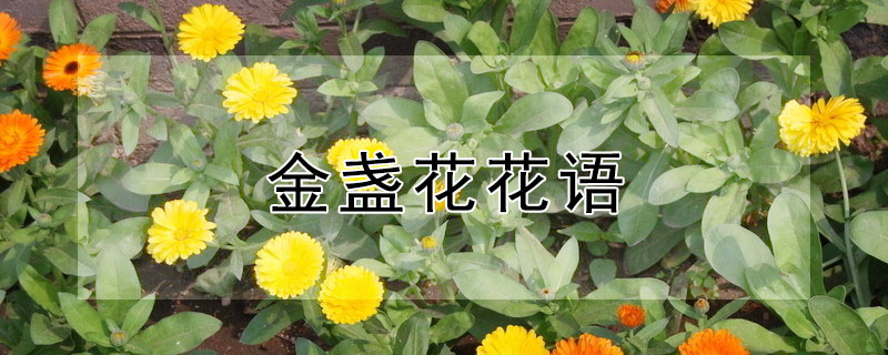 金盏花花语