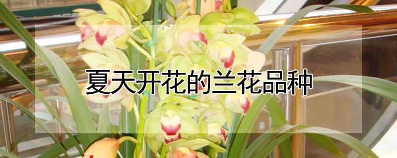 夏天开花的兰花品种