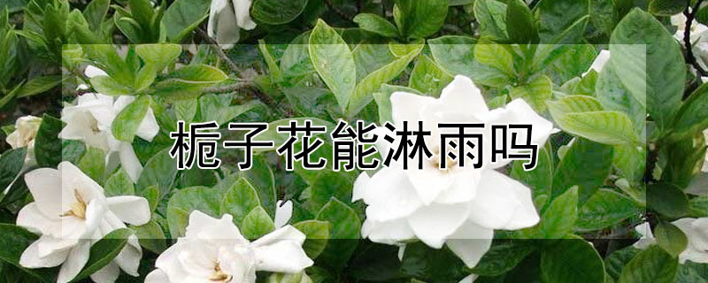 栀子花能淋雨吗