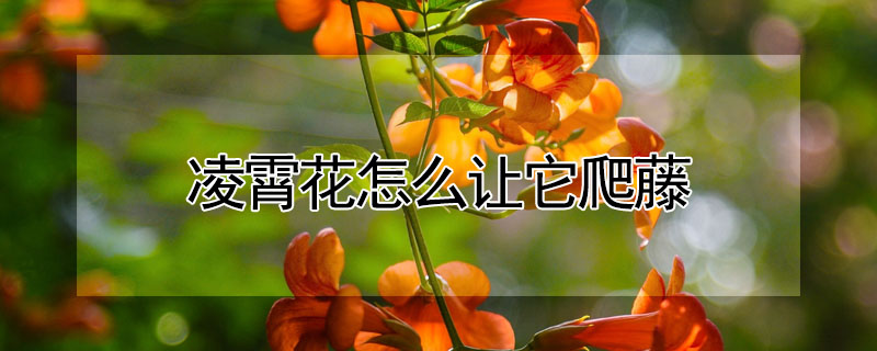 凌霄花怎么让它爬藤