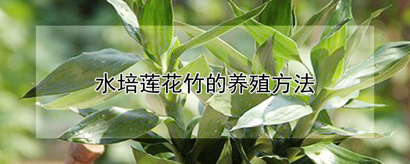 水培莲花竹的养殖方法