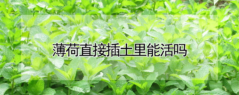 薄荷直接插土里能活吗