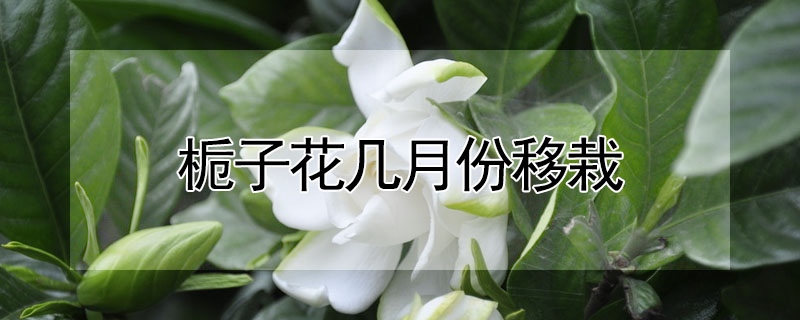 栀子花几月份移栽