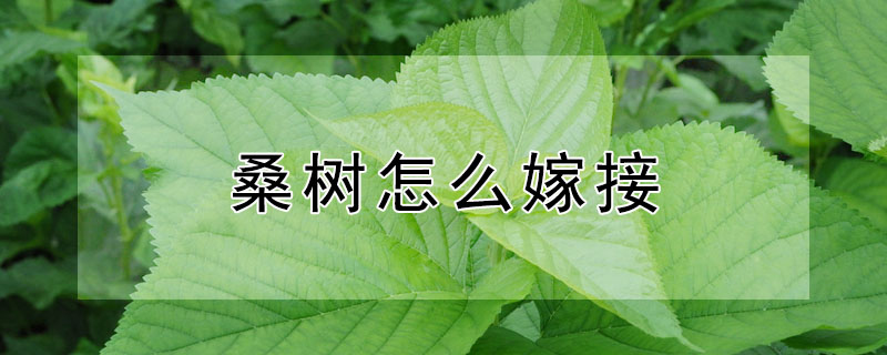 桑树怎么嫁接