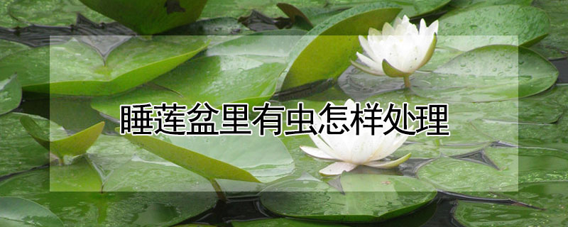 睡莲盆里有虫怎样处理