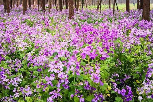 蓝香芥和二月兰的区别