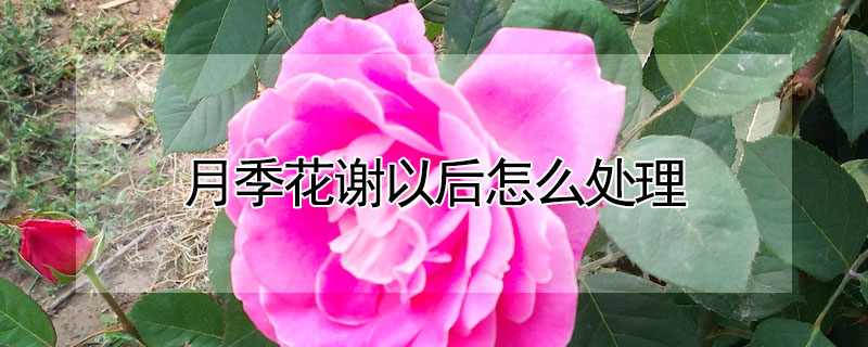 月季花谢以后怎么处理