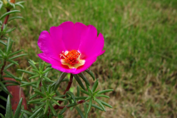 太阳花一年四季开花吗