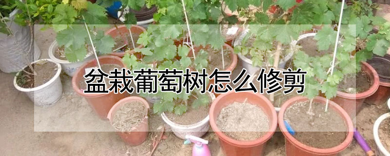 盆栽葡萄树怎么修剪