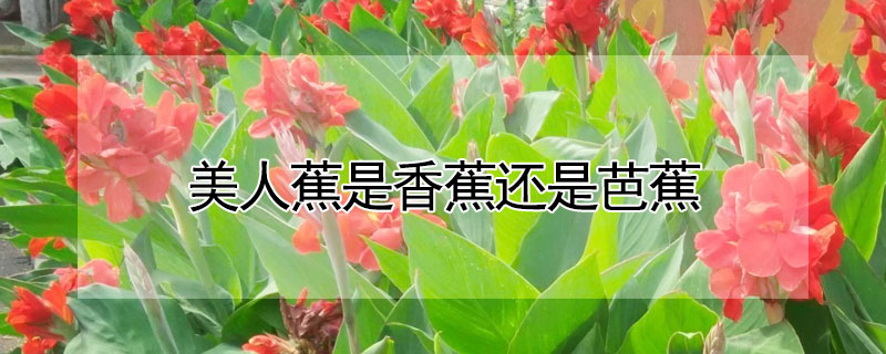 美人蕉是香蕉还是芭蕉