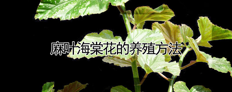 麻叶海棠花的养殖方法