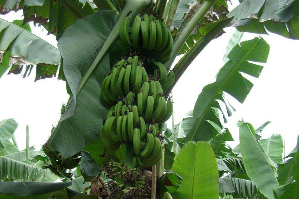 香蕉树一年结几次