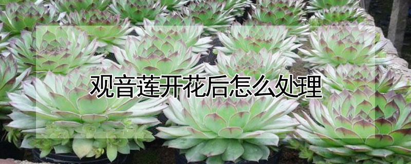 观音莲开花后怎么处理