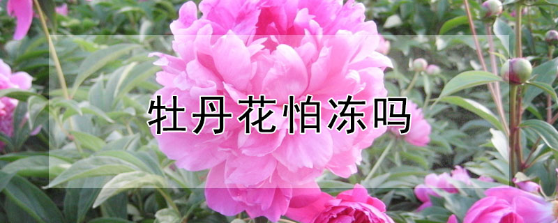 牡丹花怕冻吗