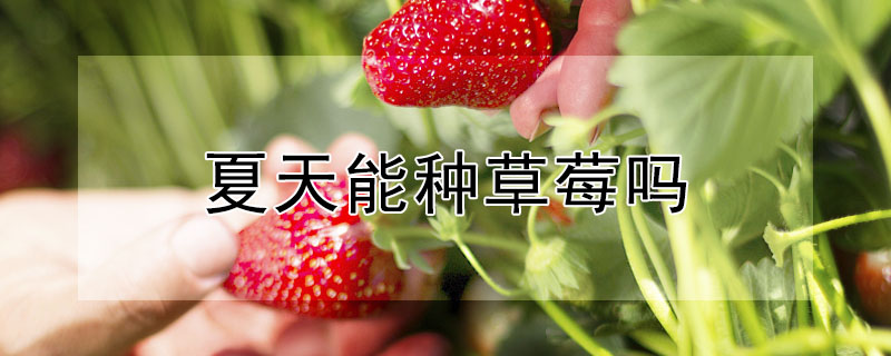 夏天能种草莓吗