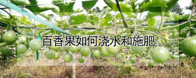 百香果如何浇水和施肥