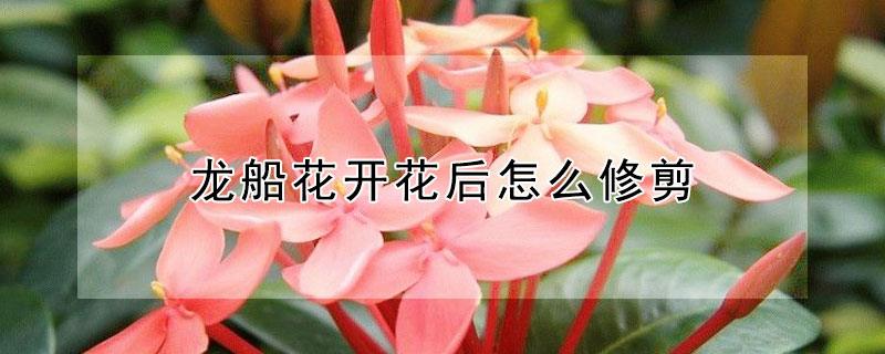 龙船花开花后怎么修剪