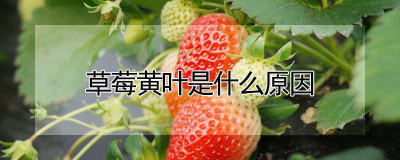 草莓黄叶是什么原因
