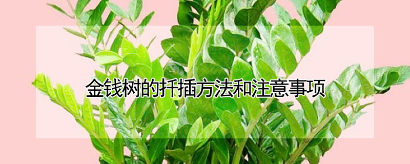金钱树的扦插方法和注意事项