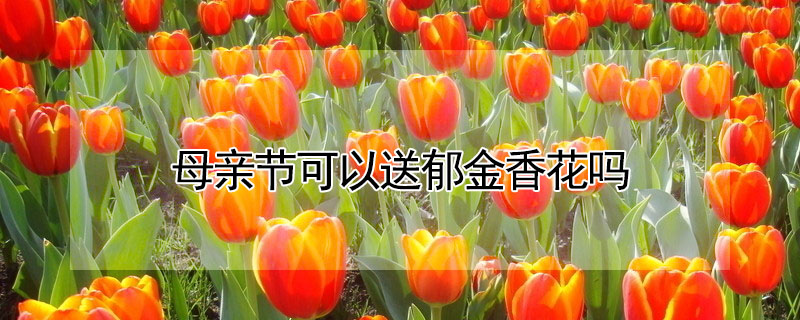 母亲节可以送郁金香花吗