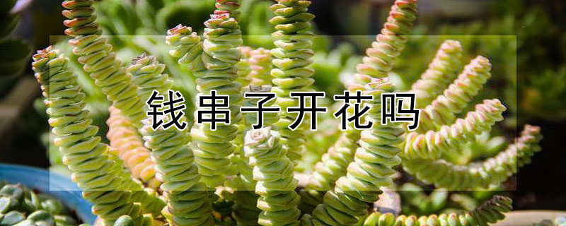 钱串子开花吗