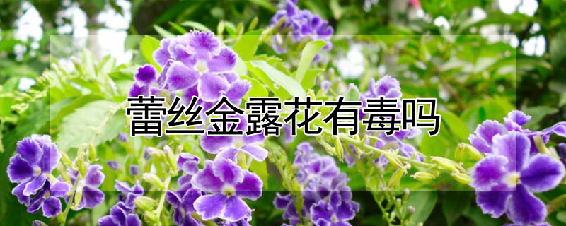 蕾丝金露花有毒吗