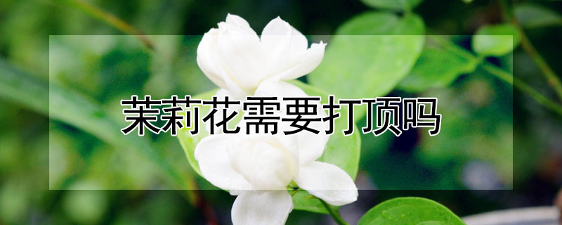 茉莉花需要打顶吗