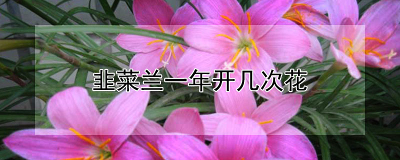 韭菜兰一年开几次花