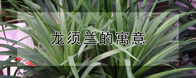 龙须兰的寓意