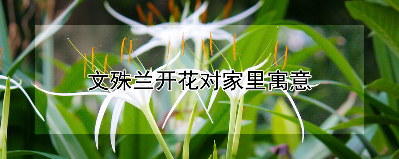 文殊兰开花对家里寓意