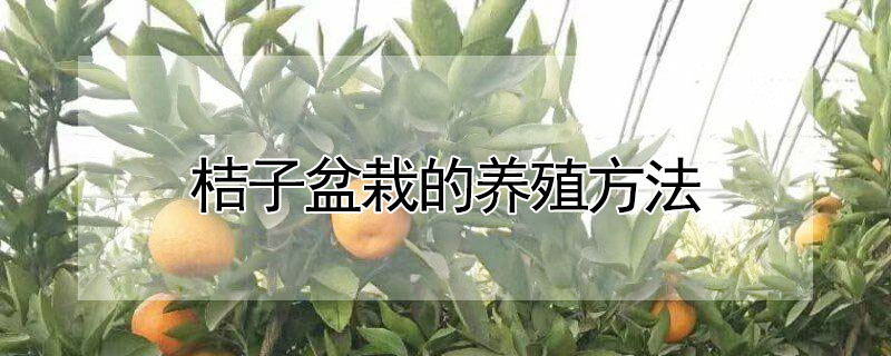 桔子盆栽的养殖方法