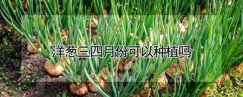 洋葱三四月份可以种植吗