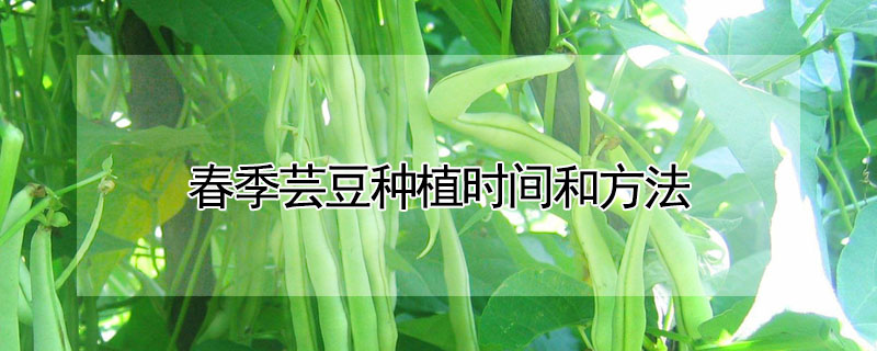 春季芸豆种植时间和方法