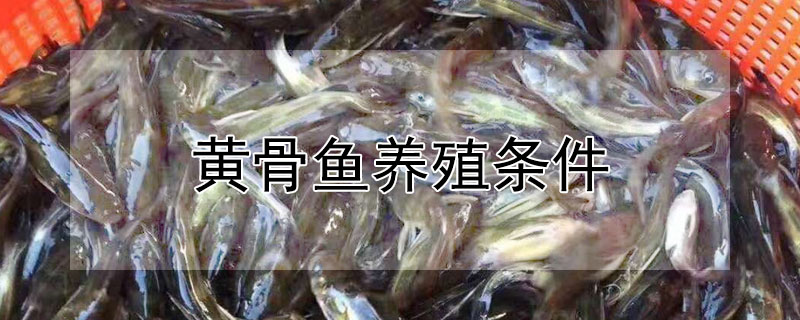 黄骨鱼养殖条件